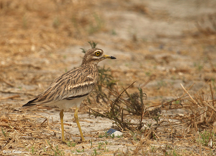   Stone-curlew  Burhinus oedicnemus,  Beit Shean valley,Israel 16-10-10 Lior Lislev                                 